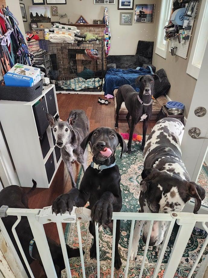 Enlarge Acorn, a ADOPTABLE Great Dane in Pensacola, FL image 3/6