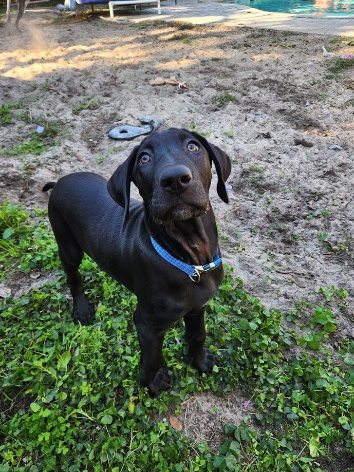 Enlarge Acorn, a ADOPTABLE Great Dane in Pensacola, FL image 5/6
