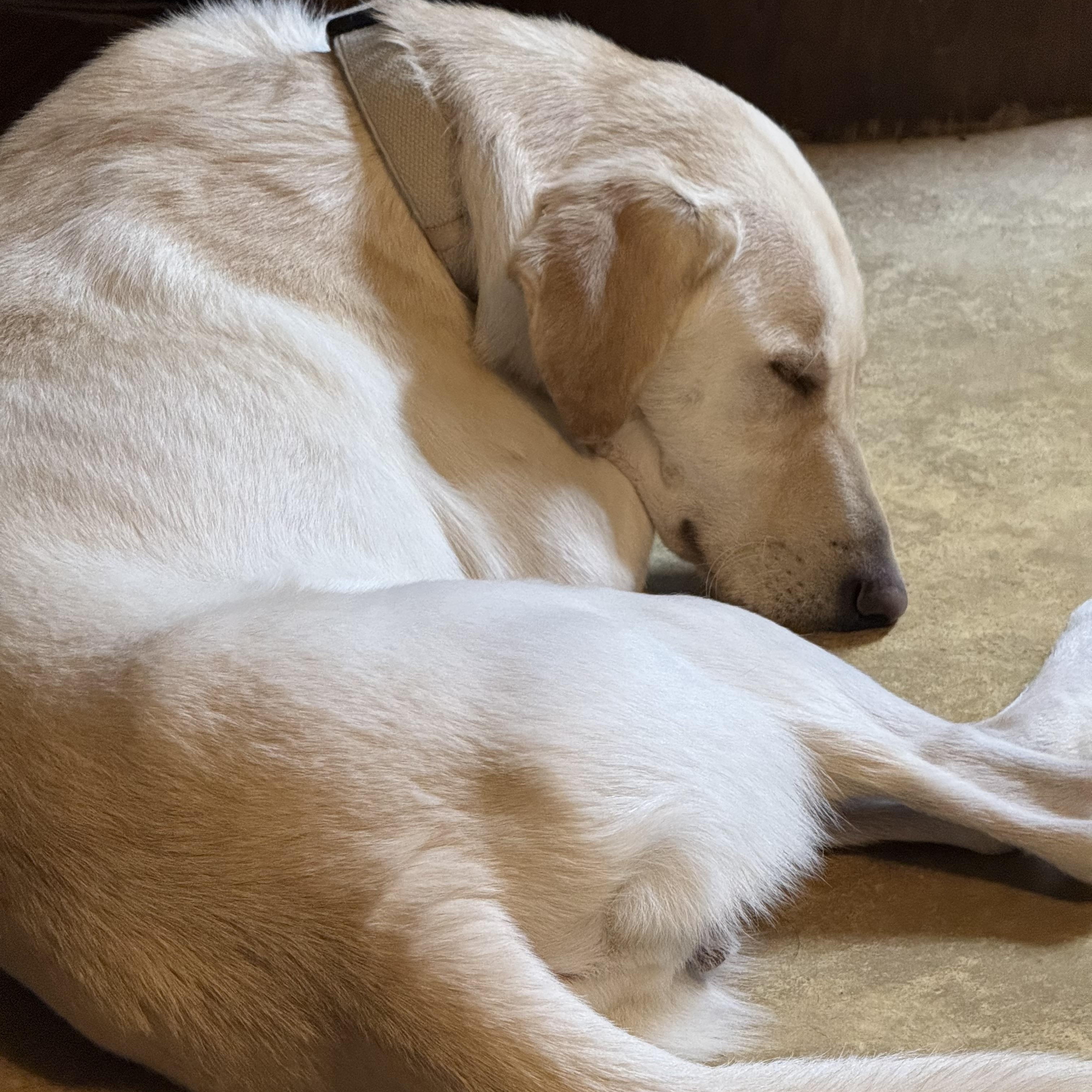 Enlarge Duke, a Adoptable mixed breed in Coldwater, MI image 1/2