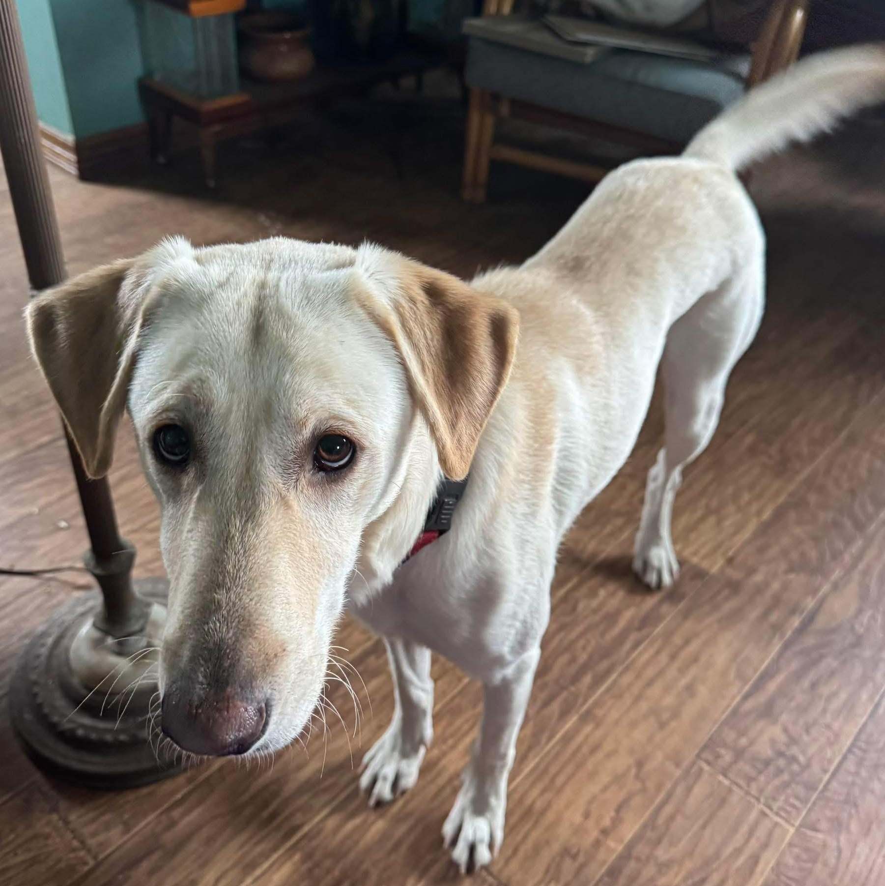 Enlarge Duke, a Adoptable mixed breed in Coldwater, MI image 2/2