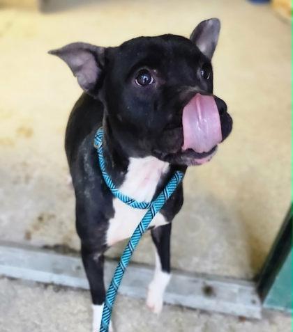 Dolly Parton, Adoptable, Adult Female Mixed Breed & Mixed Breed.