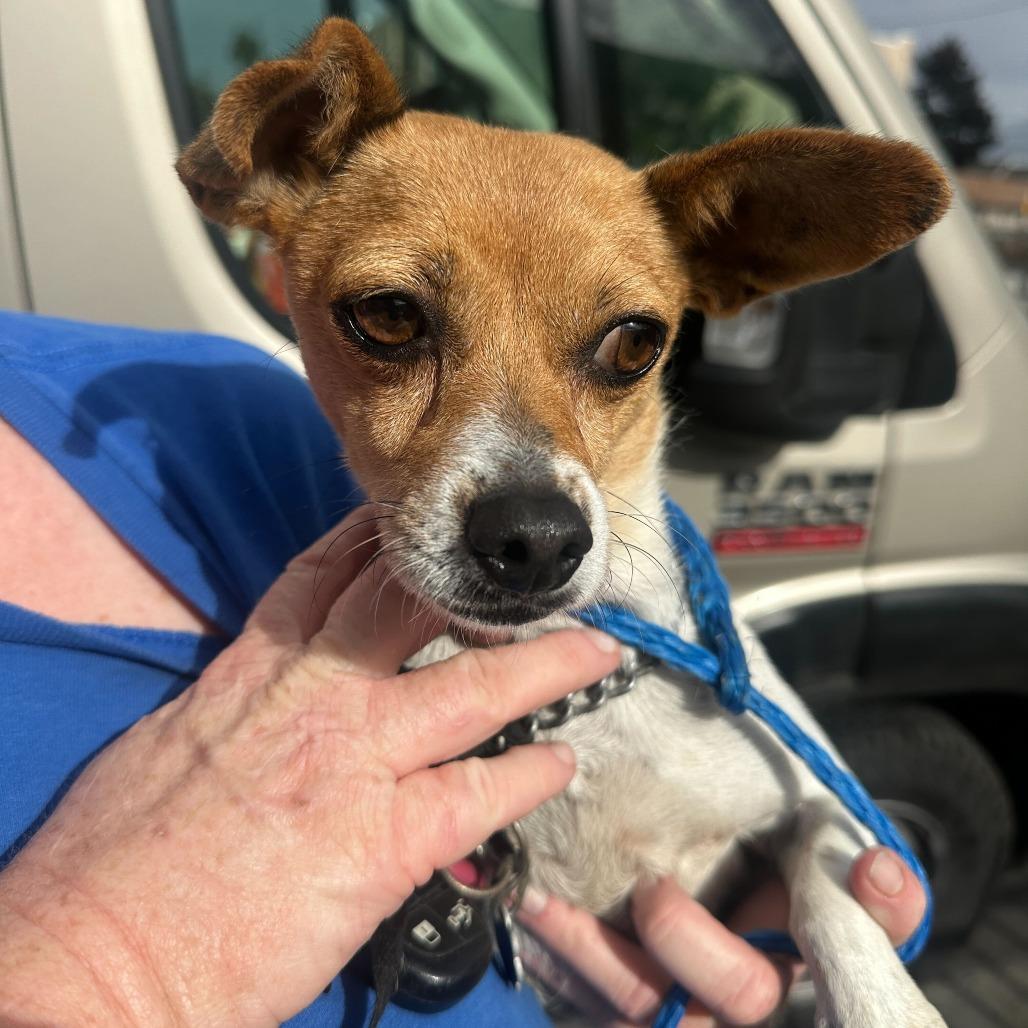 Piper, Adoptable, Adult Female Terrier & Mixed Breed.