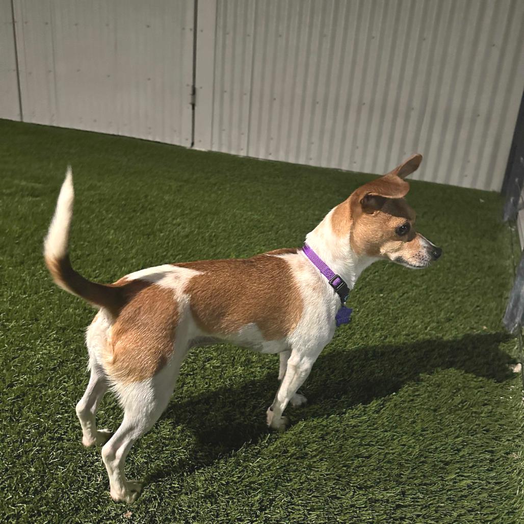 Piper, a Adoptable mixed breed in San Francisco, CA image 2/5