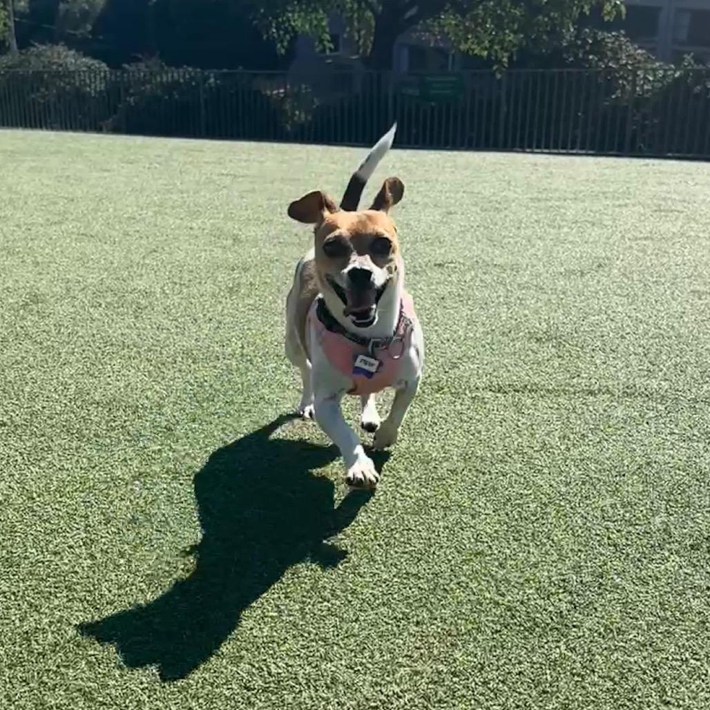 Piper, a Adoptable mixed breed in San Francisco, CA image 4/5