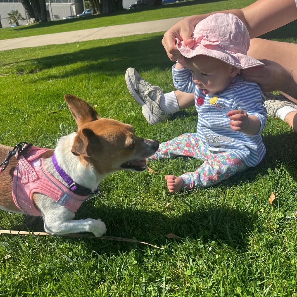 Piper, a Adoptable mixed breed in San Francisco, CA image 5/5