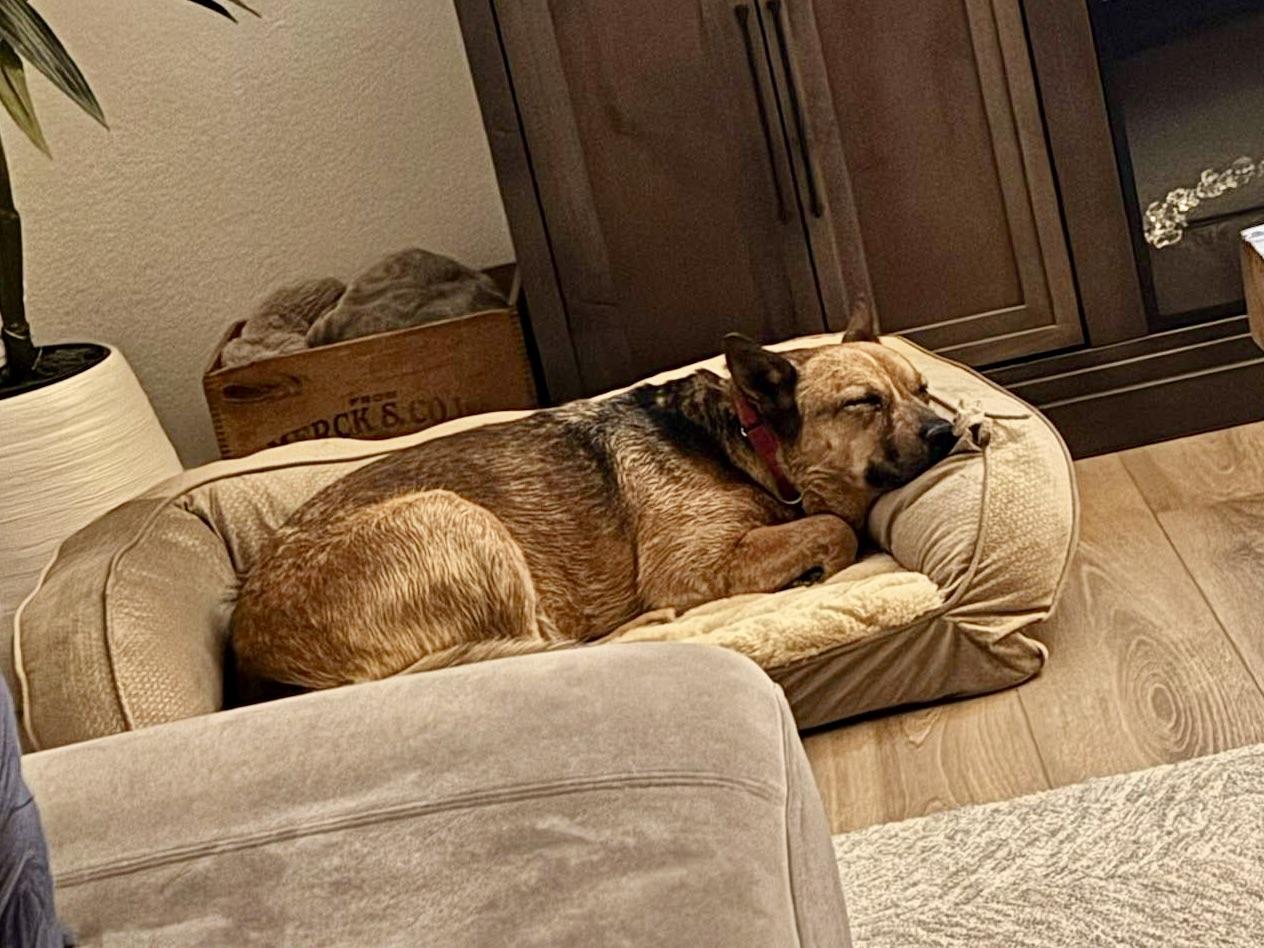 Ruby, a Adoptable mixed breed in Lacey, WA image 4/6