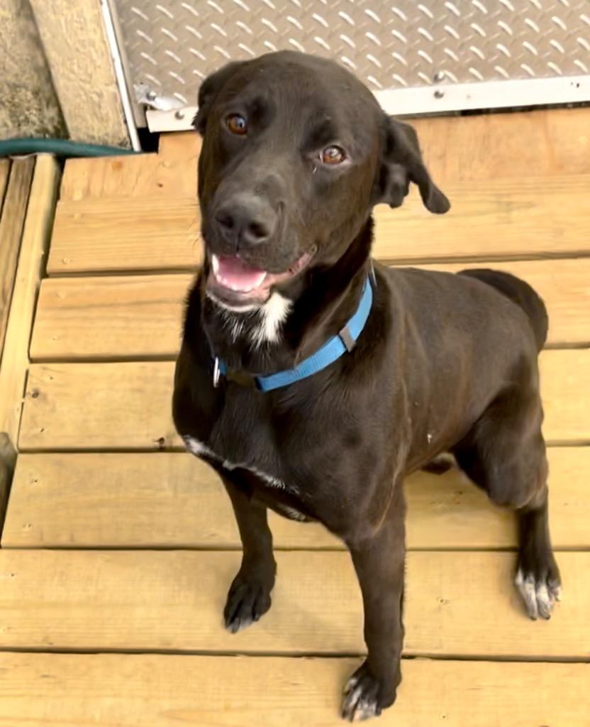 Nugent, Adoptable, Adult Male Labrador Retriever.
