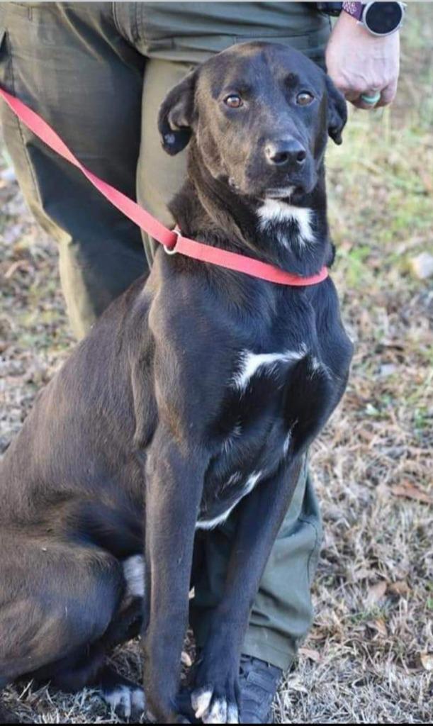 Enlarge Nugent, a Adoptable Labrador Retriever in St. Augustine, FL image 4/5