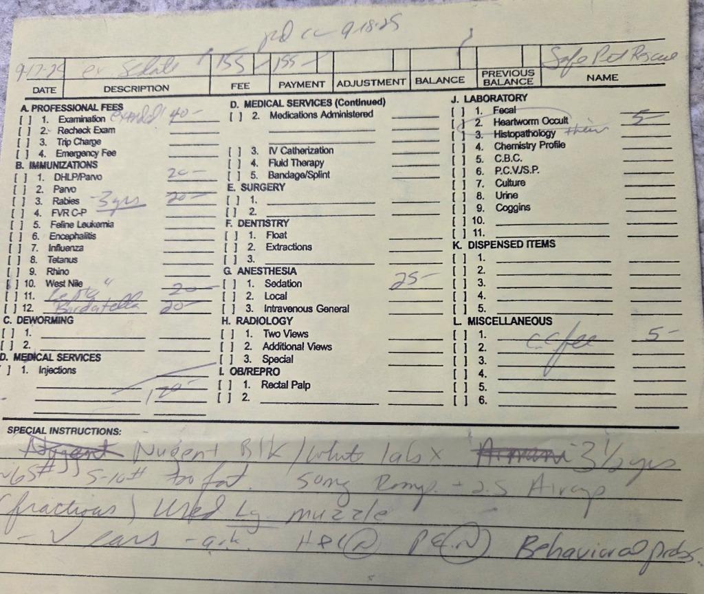 Enlarge Nugent, a Adoptable Labrador Retriever in St. Augustine, FL image 5/5