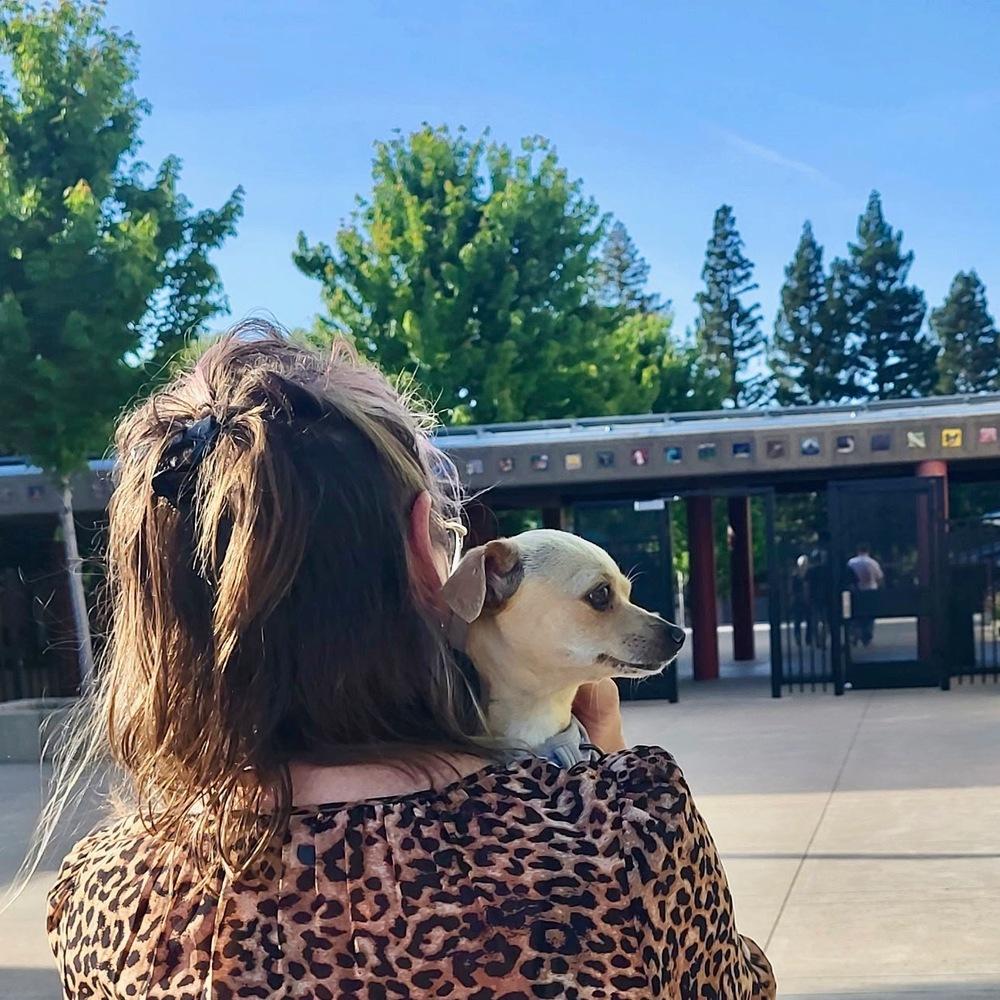 Naomi, Adoptable, Adult Female Chihuahua.