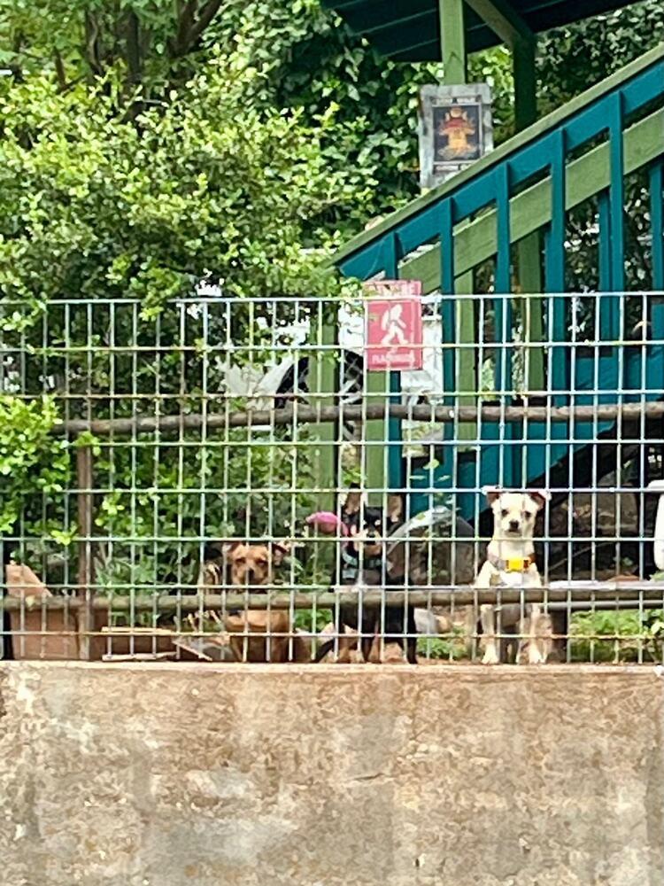 Enlarge Naomi, a Adoptable mixed breed in Claremont, CA image 2/4