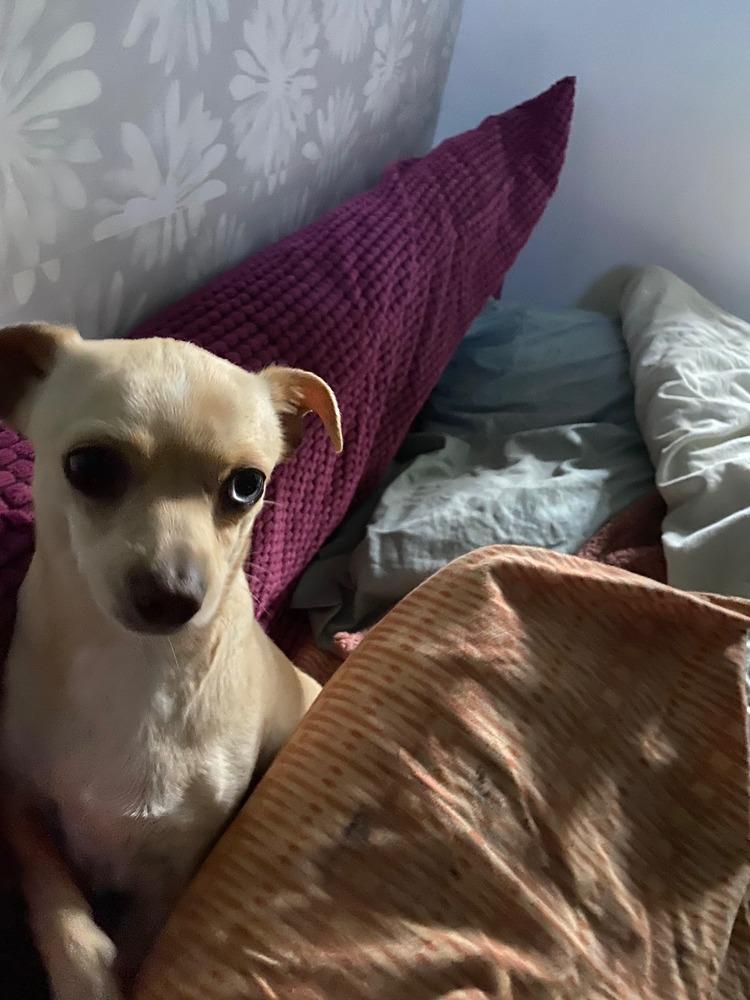 Enlarge Naomi, a Adoptable mixed breed in Claremont, CA image 3/4