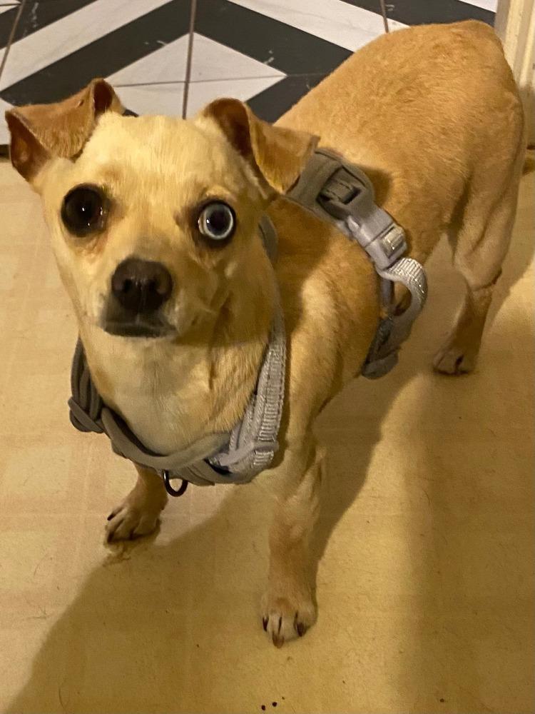 Enlarge Naomi, a Adoptable mixed breed in Claremont, CA image 4/4