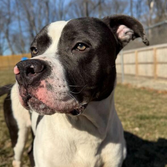 Enlarge Don Gerald, a Adoptable Pit Bull Terrier in Dayton, OH image 1/4