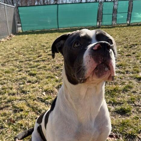 Enlarge Don Gerald, a Adoptable Pit Bull Terrier in Dayton, OH image 2/4