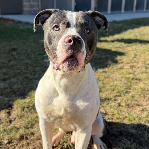 Enlarge Don Gerald, a Adoptable Pit Bull Terrier in Dayton, OH image 3/4