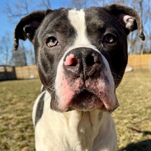 Enlarge Don Gerald, a Adoptable Pit Bull Terrier in Dayton, OH image 4/4