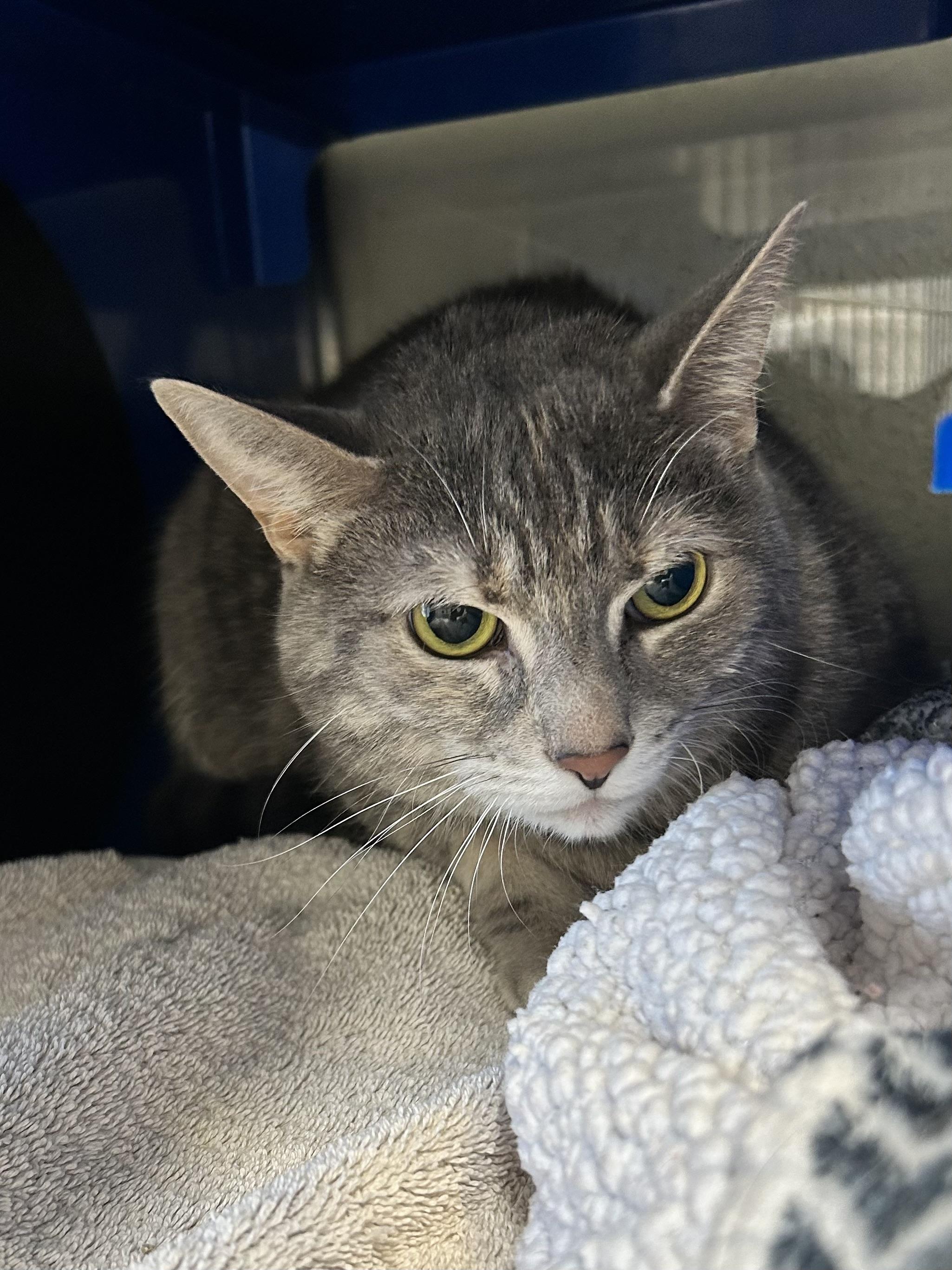 Luna *Bonded Pair with Leah*, a Adoptable Domestic Short Hair in Caledon, ON image 2/2