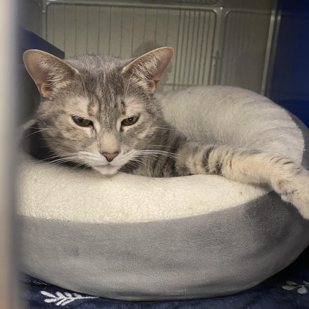 Luna *Bonded Pair with Leah*, Adoptable, Adult Female Domestic Short Hair.