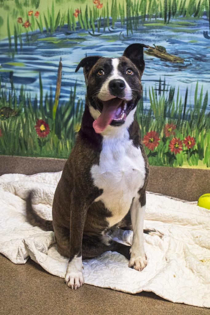 EZEKIEL, Adoptable, Adult Male Mixed Breed.
