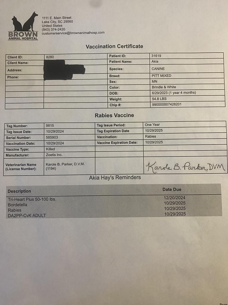 EZEKIEL, Adoptable, Adult Male Mixed Breed.