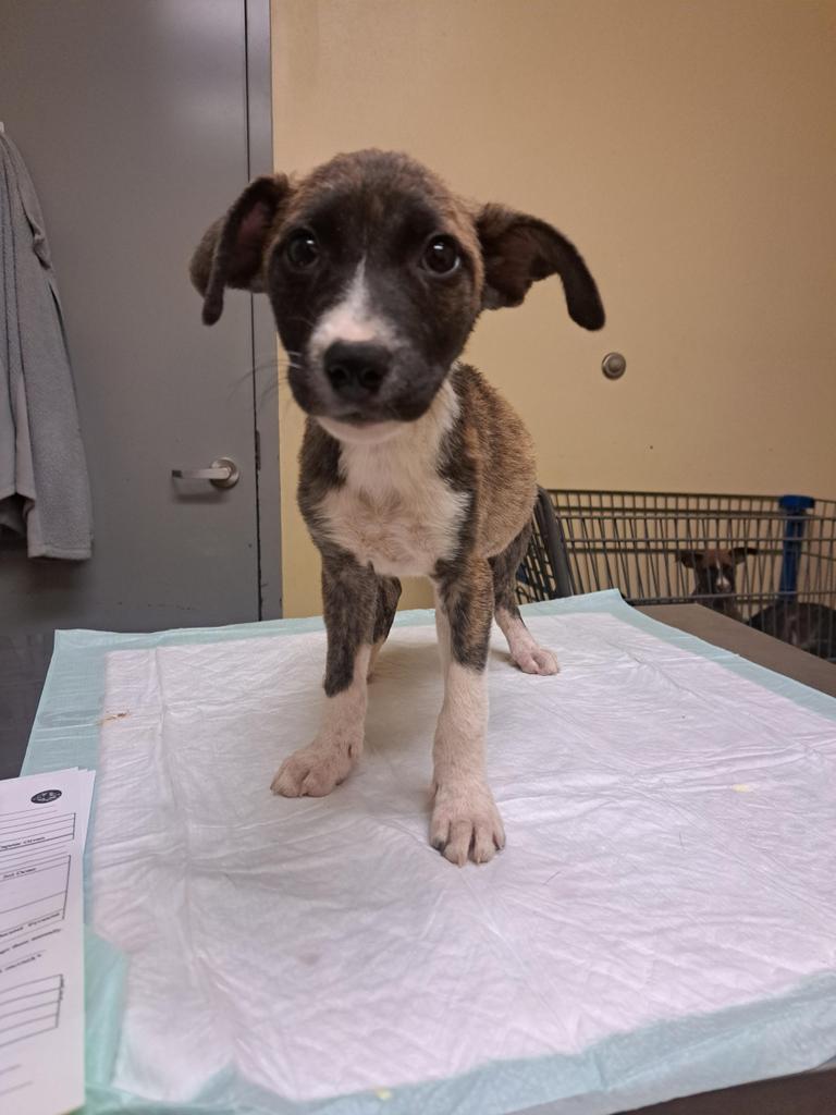 Enlarge EZEKIEL, a Adoptable mixed breed in Florence, SC image 4/6