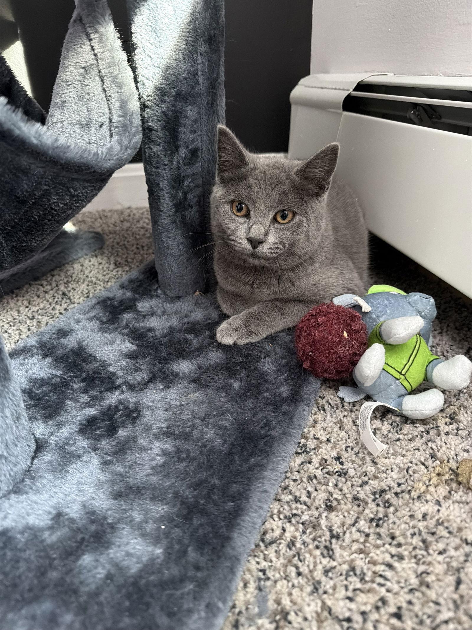 Ruby, Adoptable, Kitten Female Domestic Short Hair.