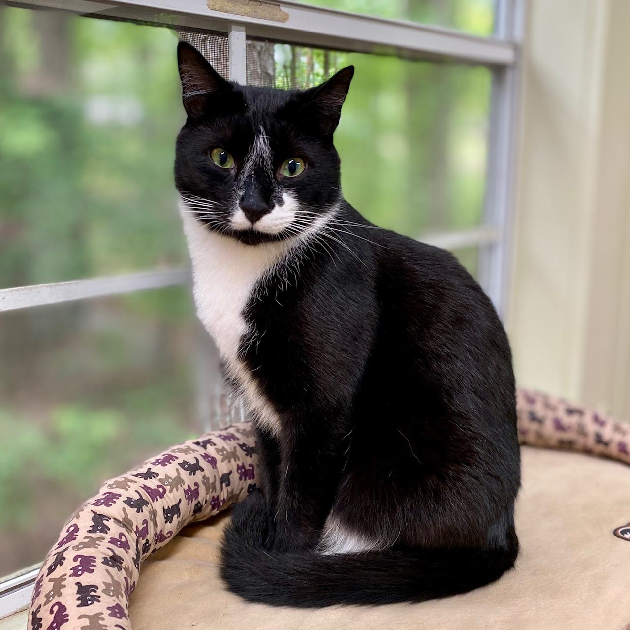 Tater, Adoptable, Adult Male Tuxedo.