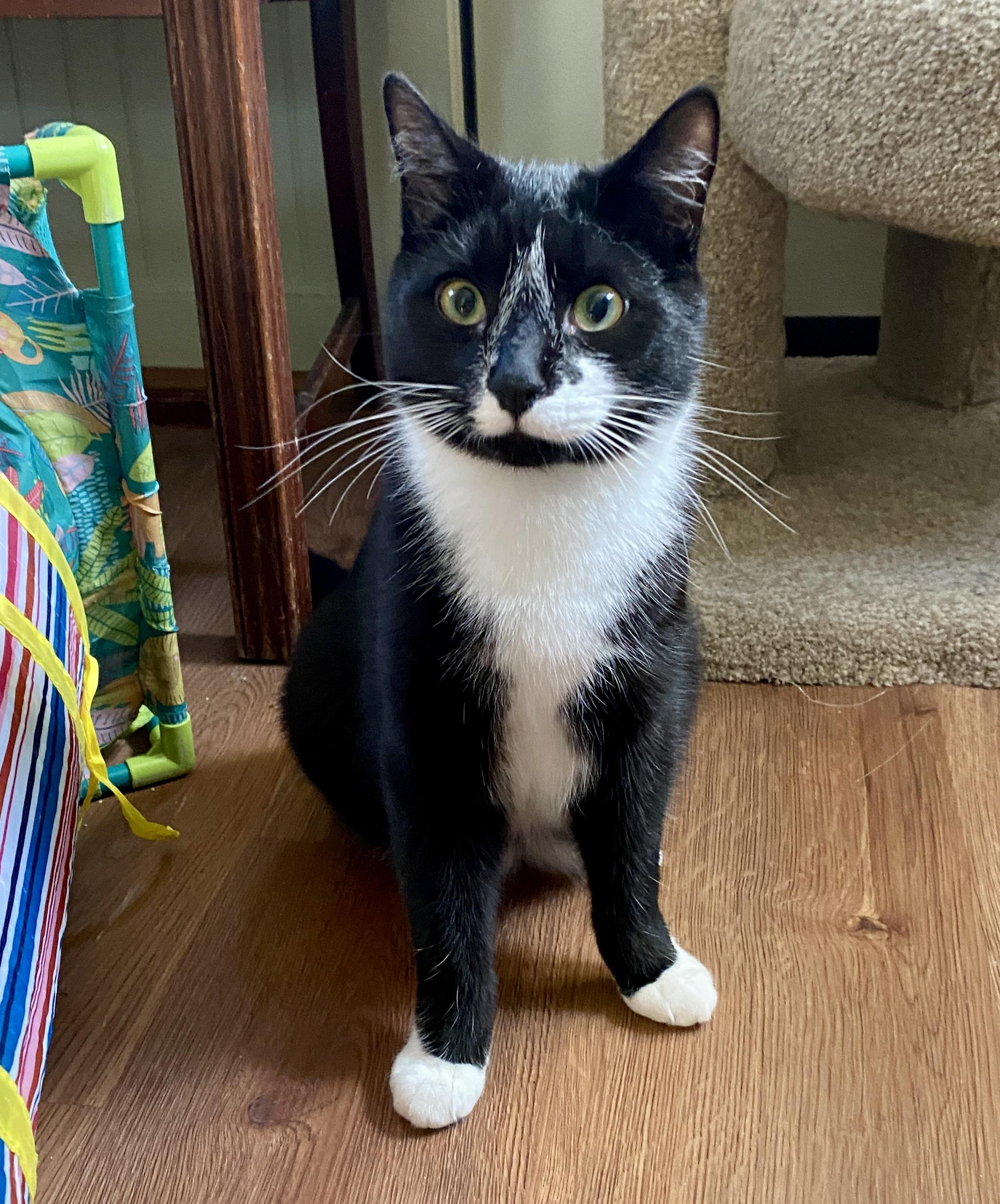 Enlarge Tater, a Adoptable Tuxedo in Jasper, GA image 1/3