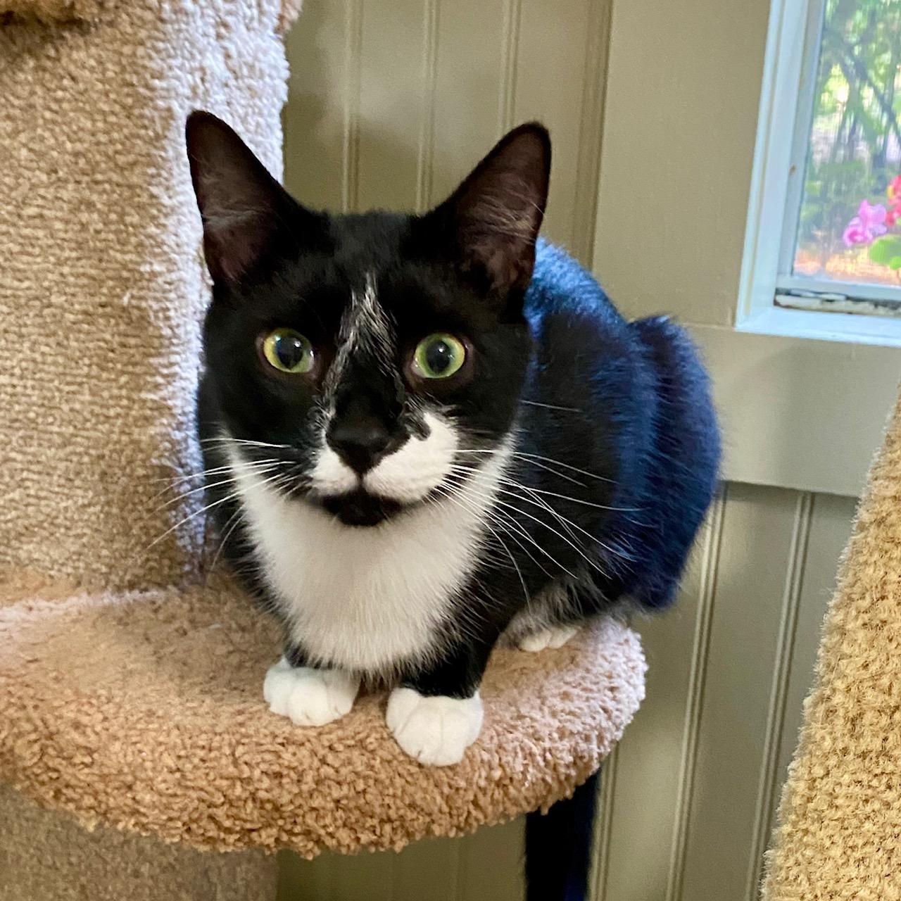 Enlarge Tater, a Adoptable Tuxedo in Jasper, GA image 2/3