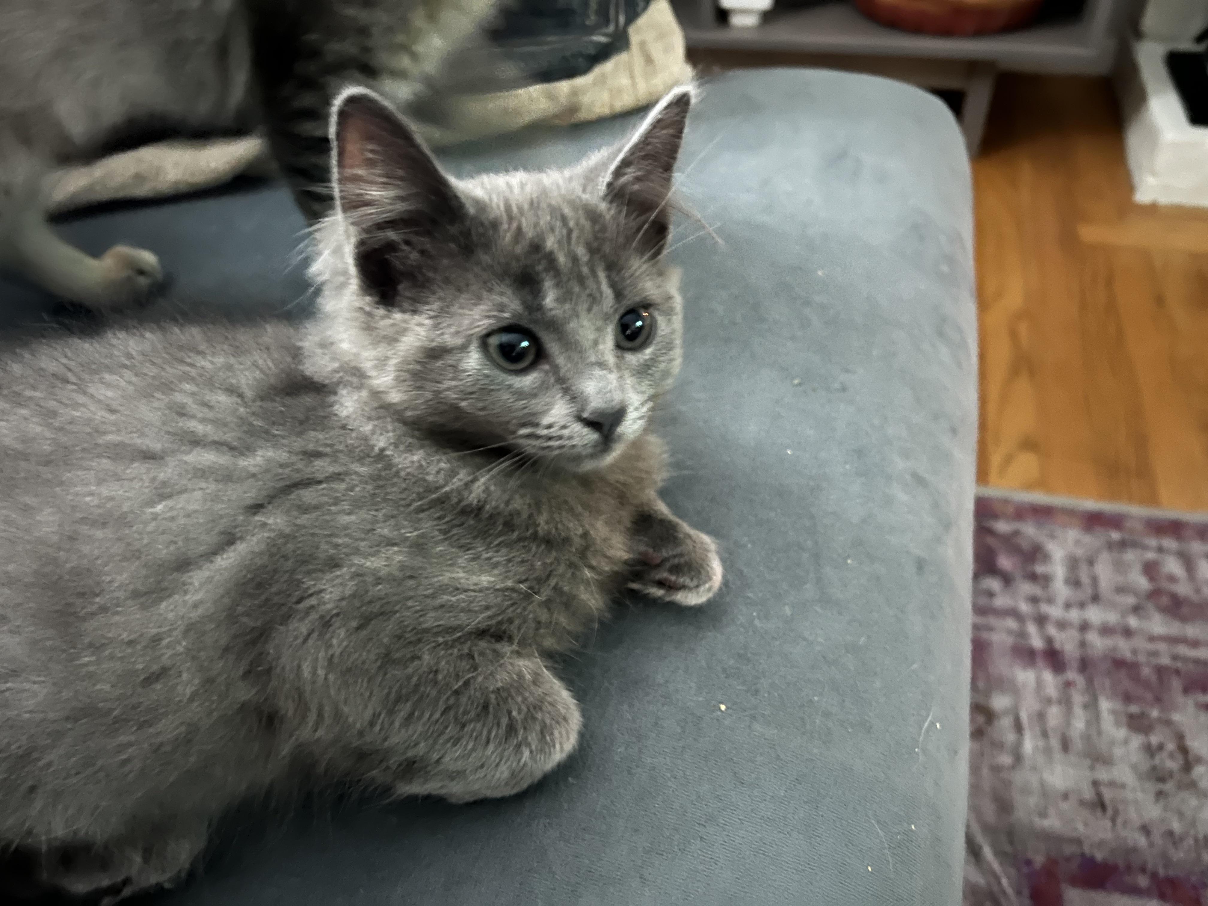 Guinness, an adoptable Chartreux in South San Francisco, CA, 94080 | Photo Image 2