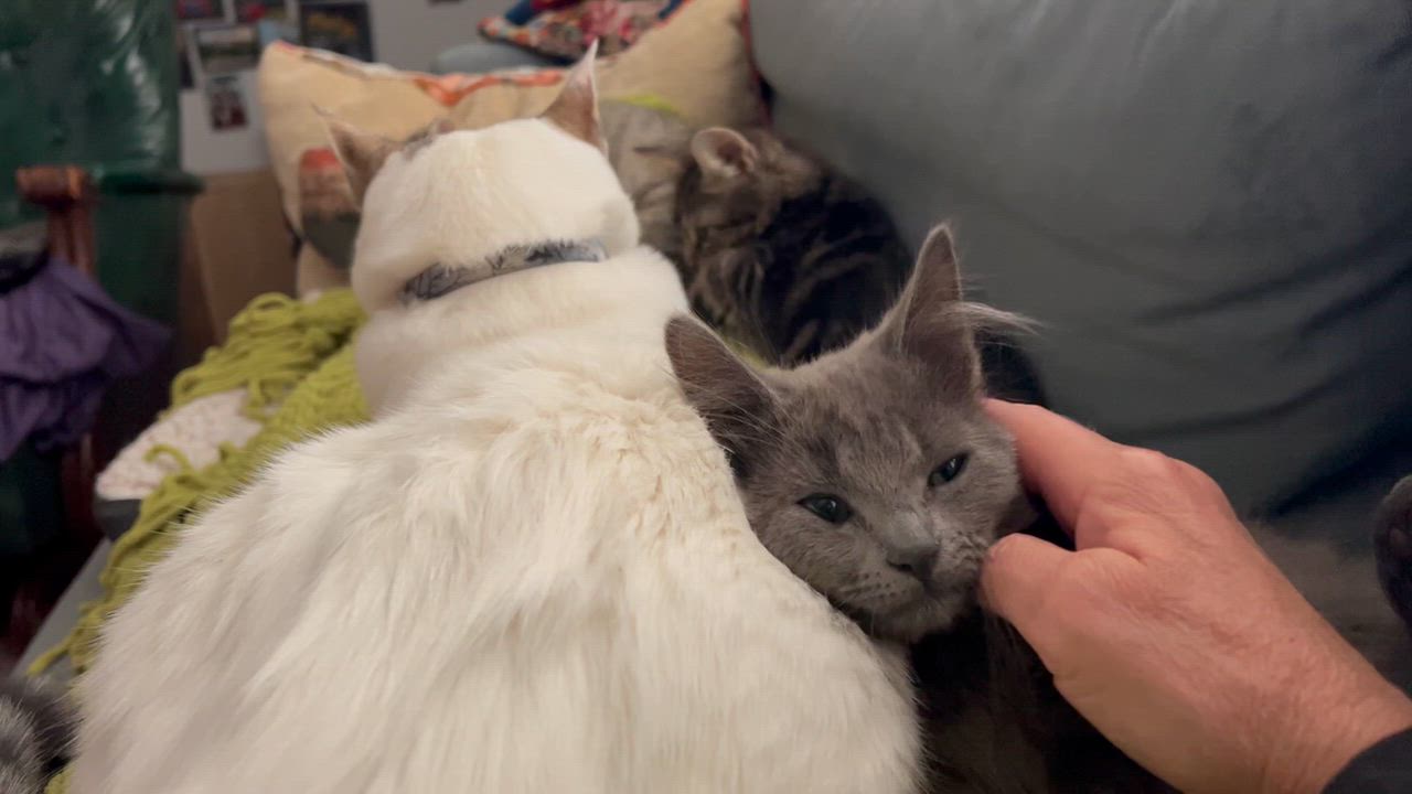 Enlarge Guinness, a Adoptable mixed breed in South San Francisco, CA video 2/3