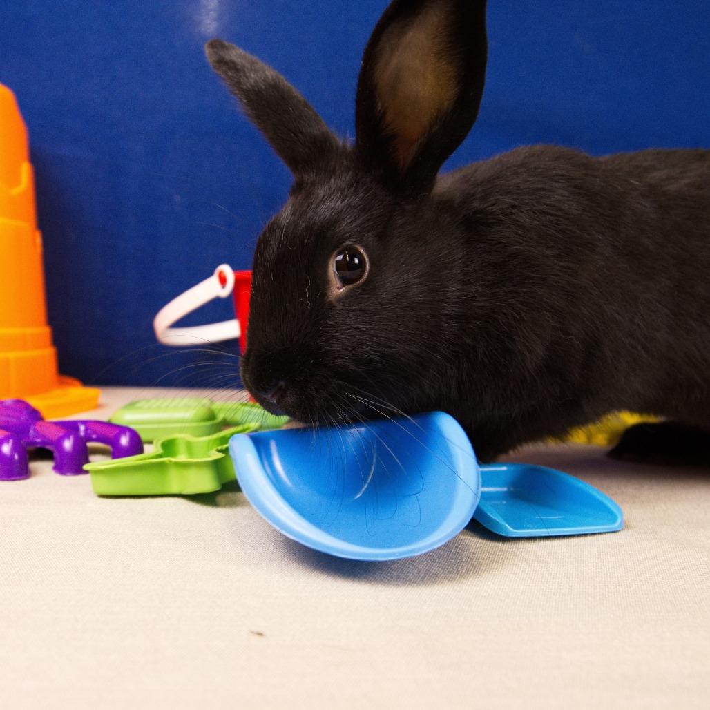Penguin, Adoptable, Young Female American.