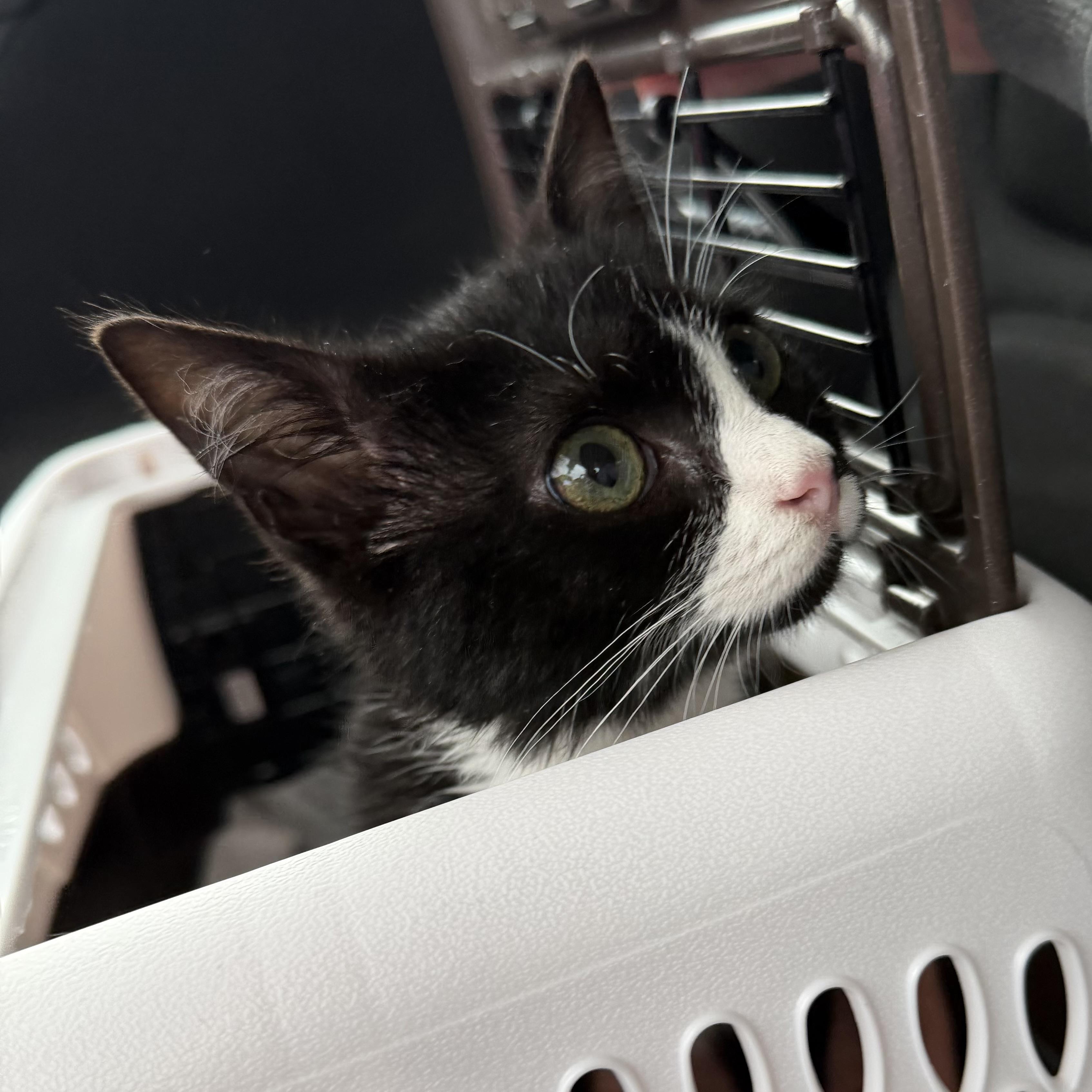 Enlarge Raider, a ADOPTABLE Domestic Short Hair in Pocatello, ID image 2/3