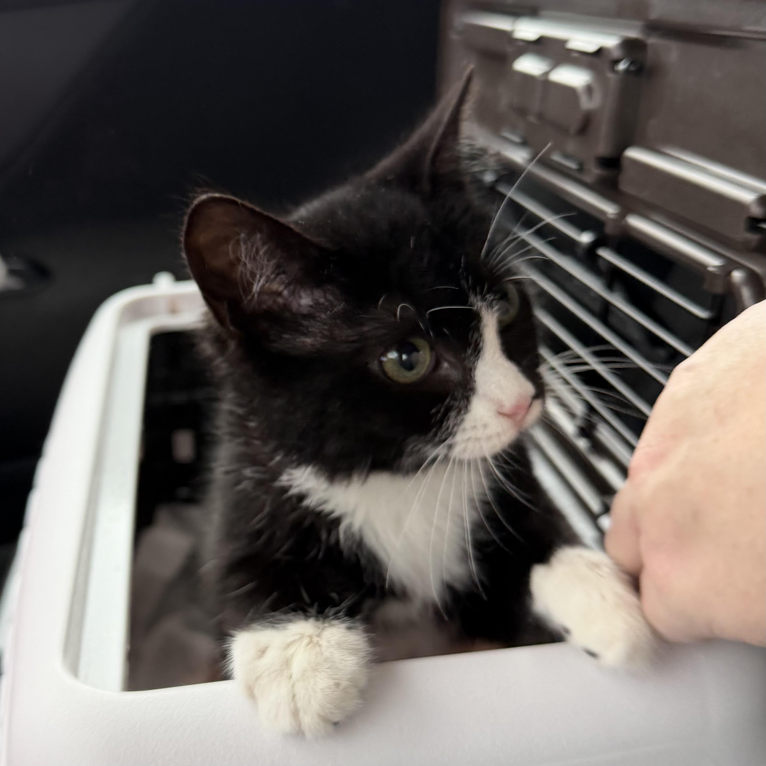 Enlarge Raider, a ADOPTABLE Domestic Short Hair in Pocatello, ID image 3/3