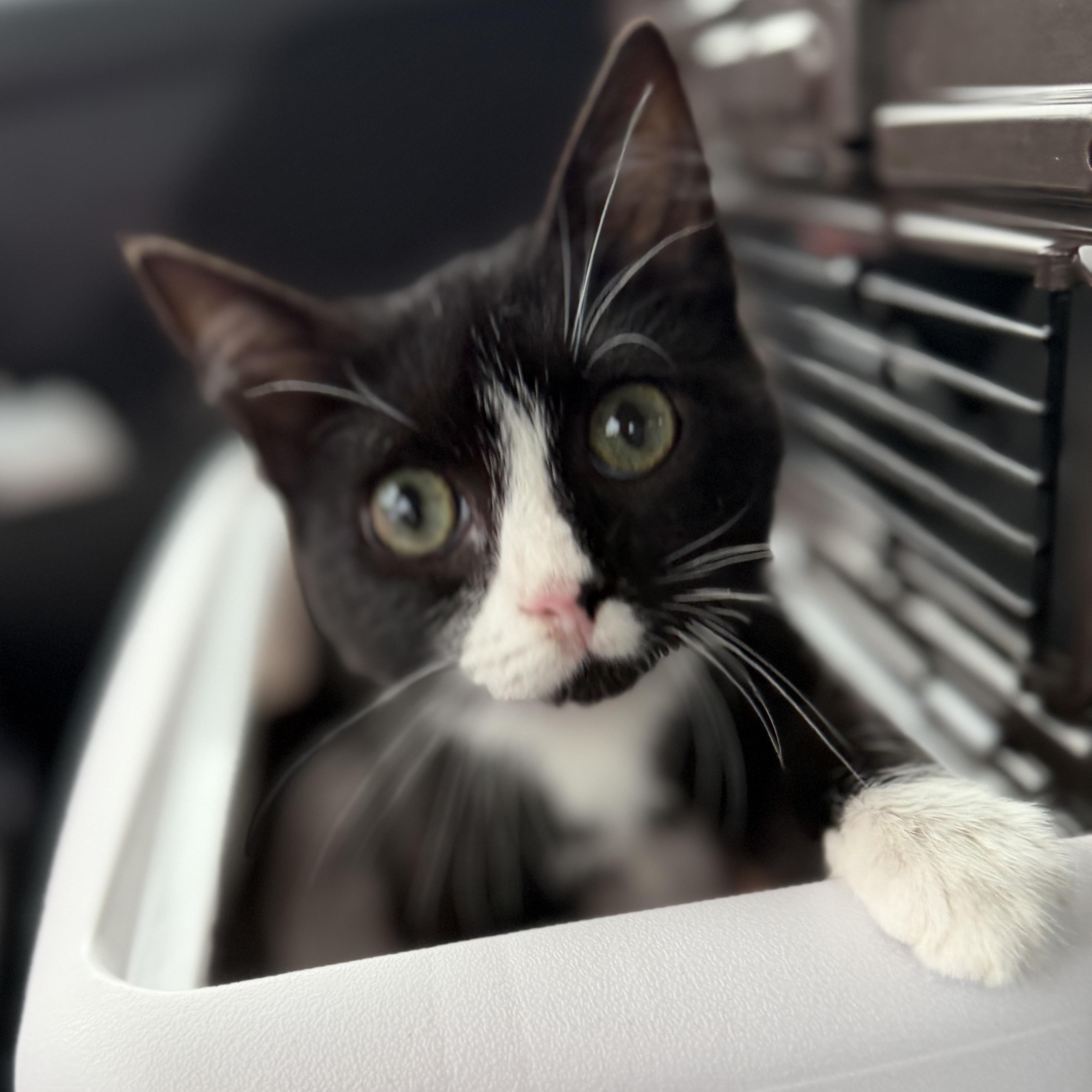 Enlarge Raider, a ADOPTABLE Domestic Short Hair in Pocatello, ID image 1/3