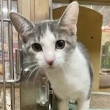 Meet Gelato and Ambrosia N ~ Absolute Affection