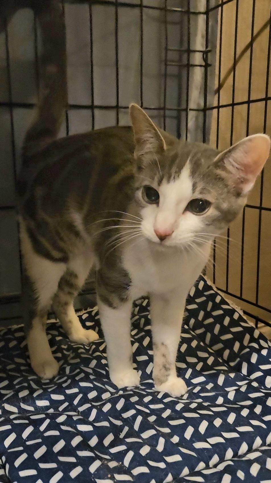 Meet Gelato and Ambrosia N ~ Absolute Affection