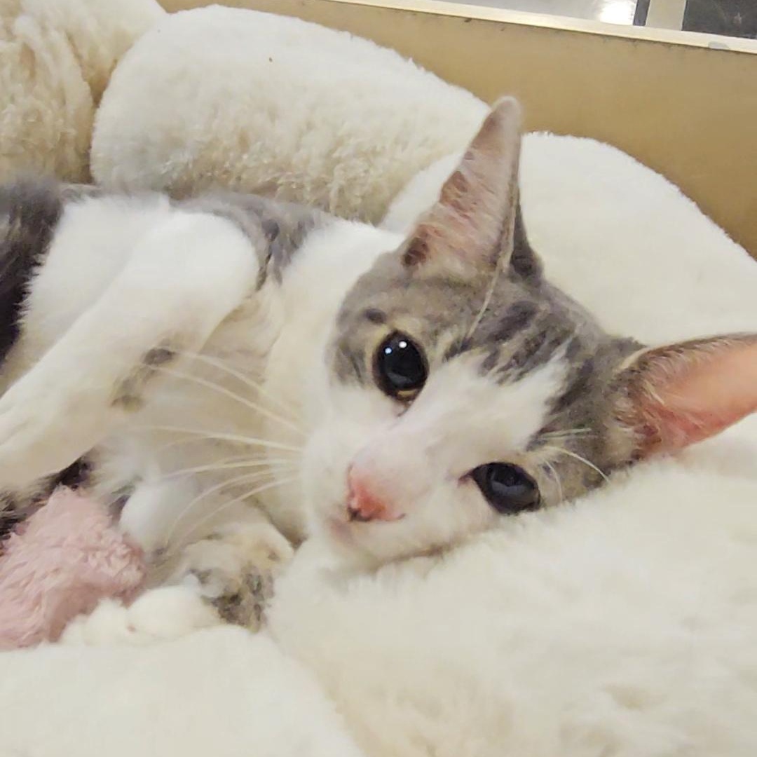 Meet Gelato and Ambrosia N ~ Absolute Affection