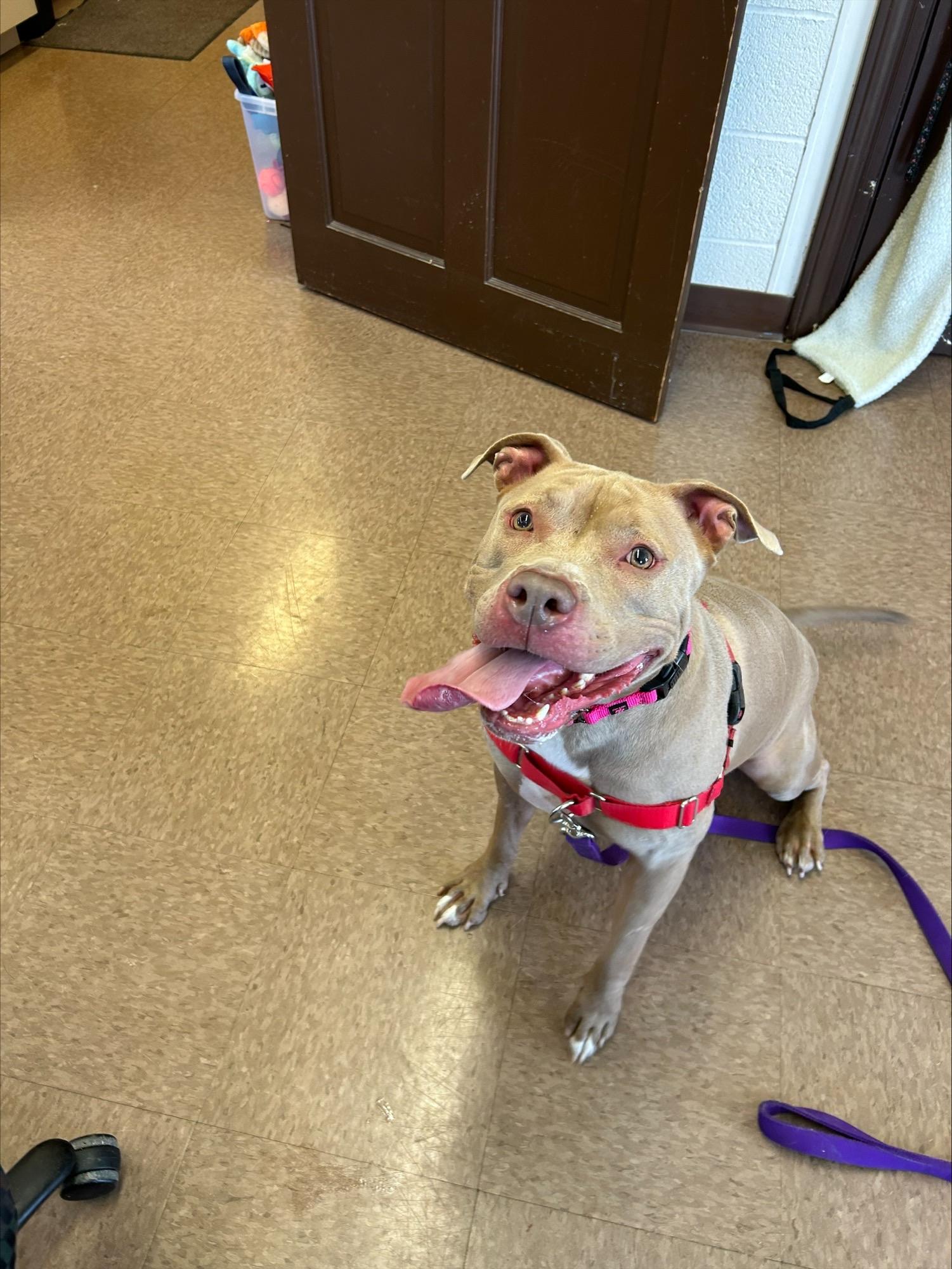 Enlarge Latte, a Adopted mixed breed in East Hartford, CT image 1/6