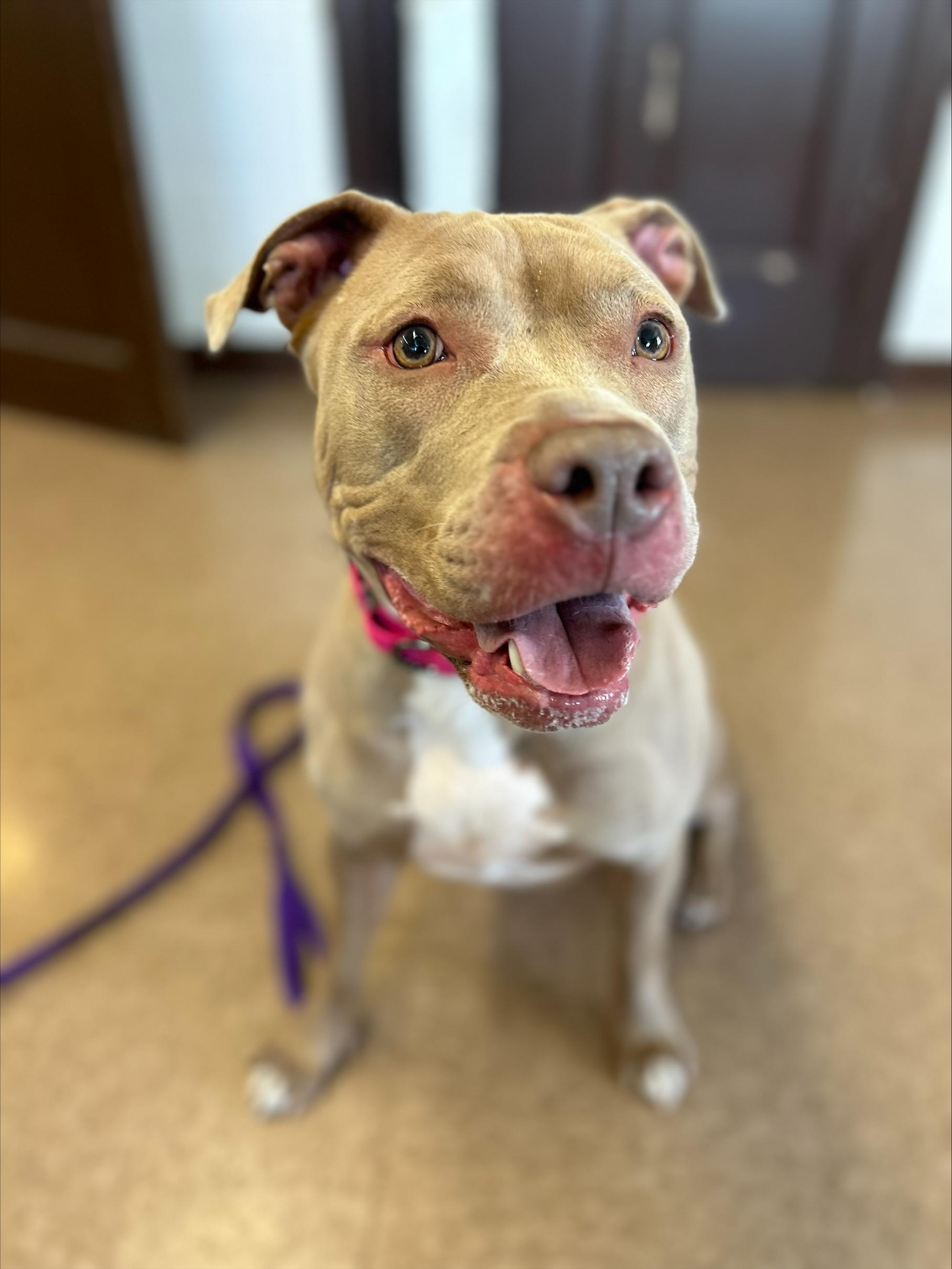 Enlarge Latte, a Adopted mixed breed in East Hartford, CT image 2/6