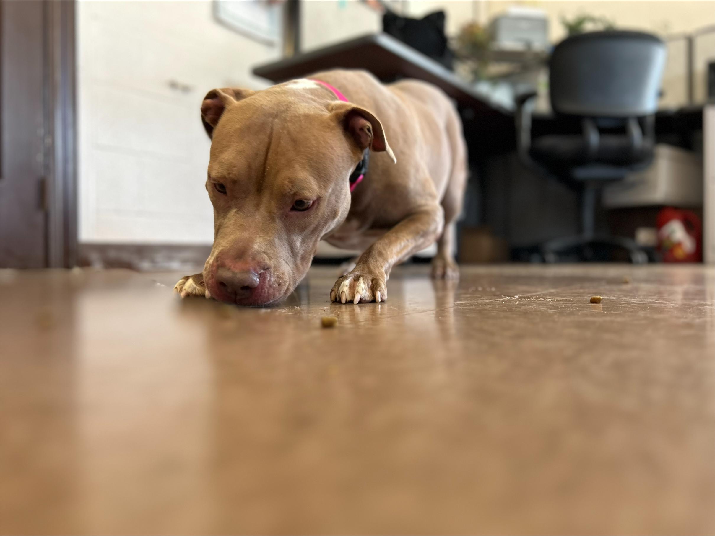 Enlarge Latte, a Adopted mixed breed in East Hartford, CT image 5/6