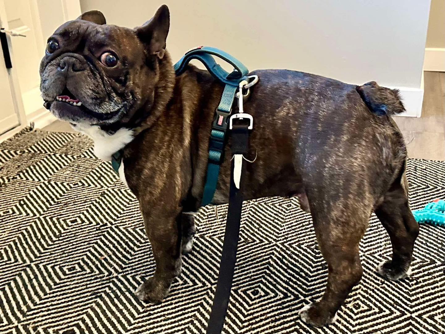 BEAR, an adoptable French Bulldog in Calgary, AB, T2Y 3W0 | Photo Image 6