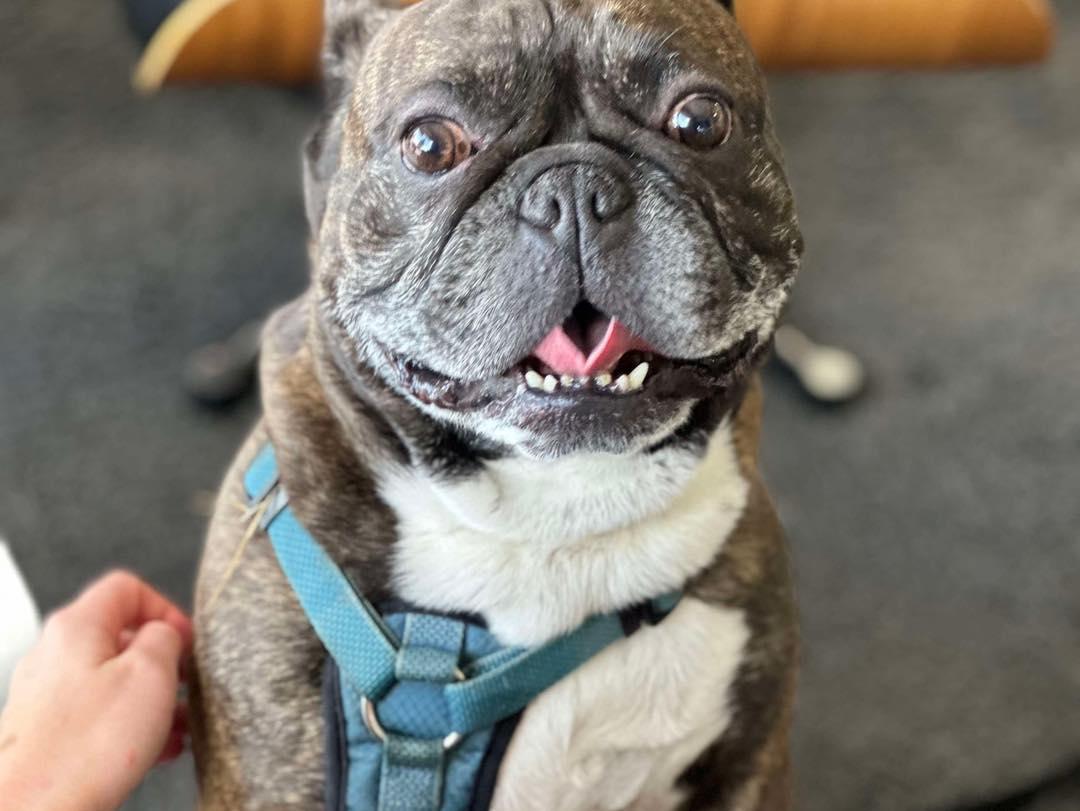 BEAR, an adoptable French Bulldog in Calgary, AB, T2Y 3W0 | Photo Image 2