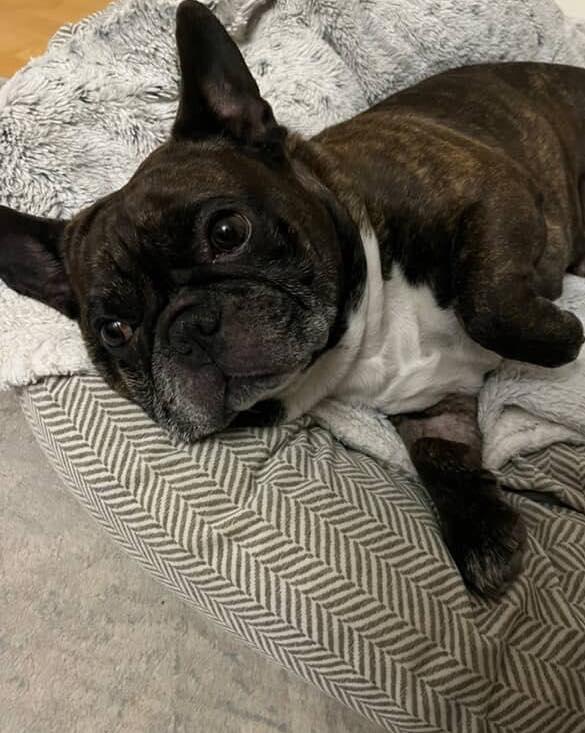 BEAR, an adoptable French Bulldog in Calgary, AB, T2Y 3W0 | Photo Image 4