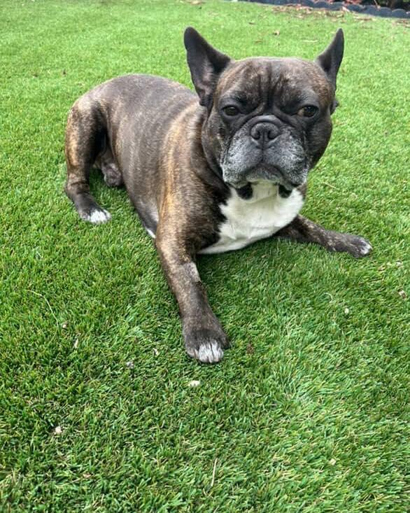 BEAR, an adoptable French Bulldog in Calgary, AB, T2Y 3W0 | Photo Image 3