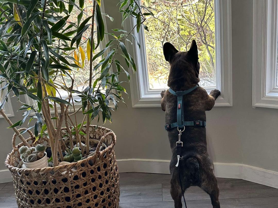 BEAR, an adoptable French Bulldog in Calgary, AB, T2Y 3W0 | Photo Image 5
