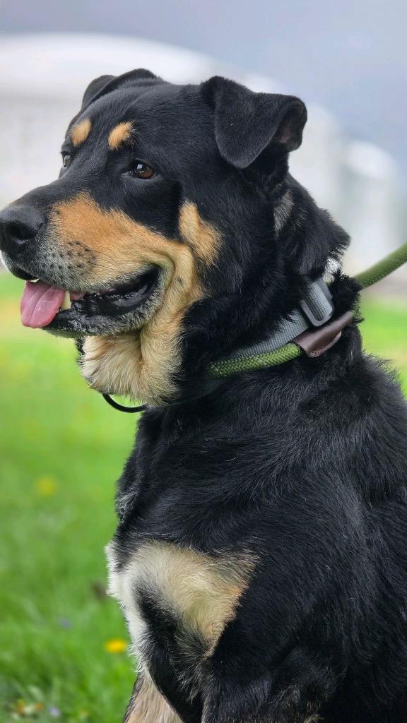 Enlarge Biscuit, a Adoptable Rottweiler in Huntington, IN image 1/1