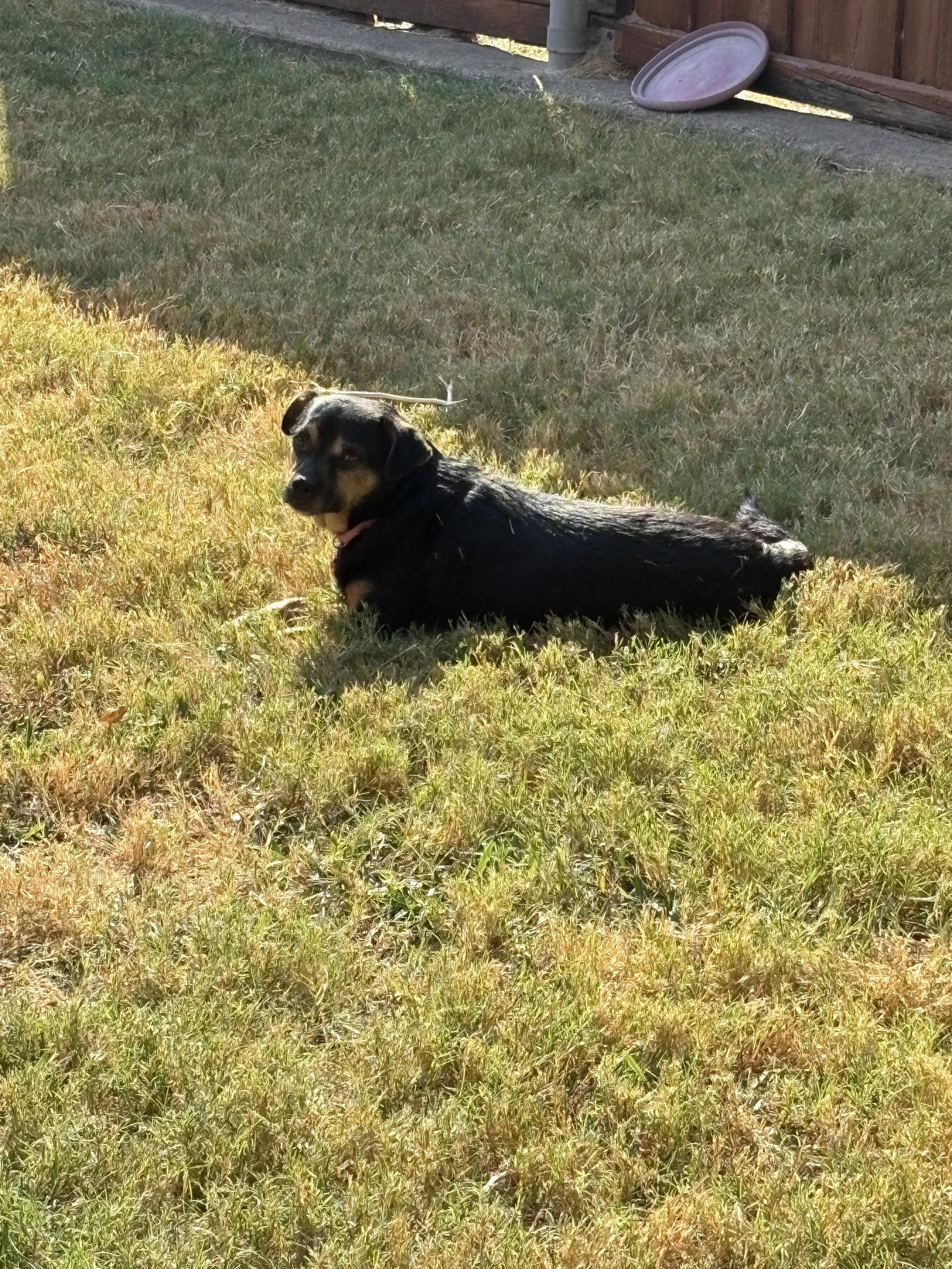 Dolly, Adoptable, Adult Female Mixed Breed.