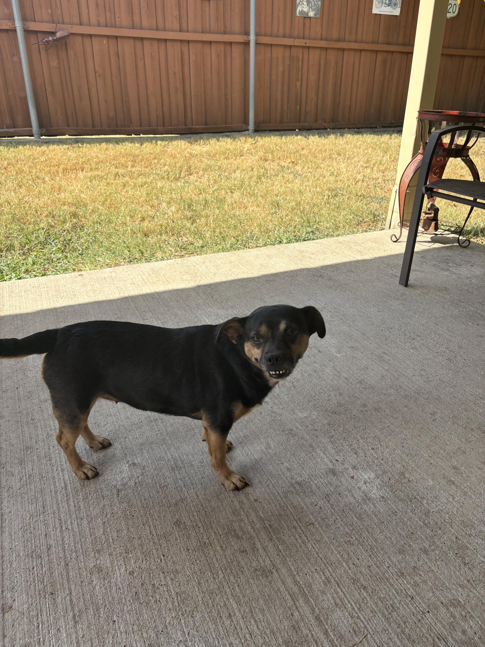 Enlarge Dolly, a Adoptable Mixed Breed in Dallas, TX image 2/3